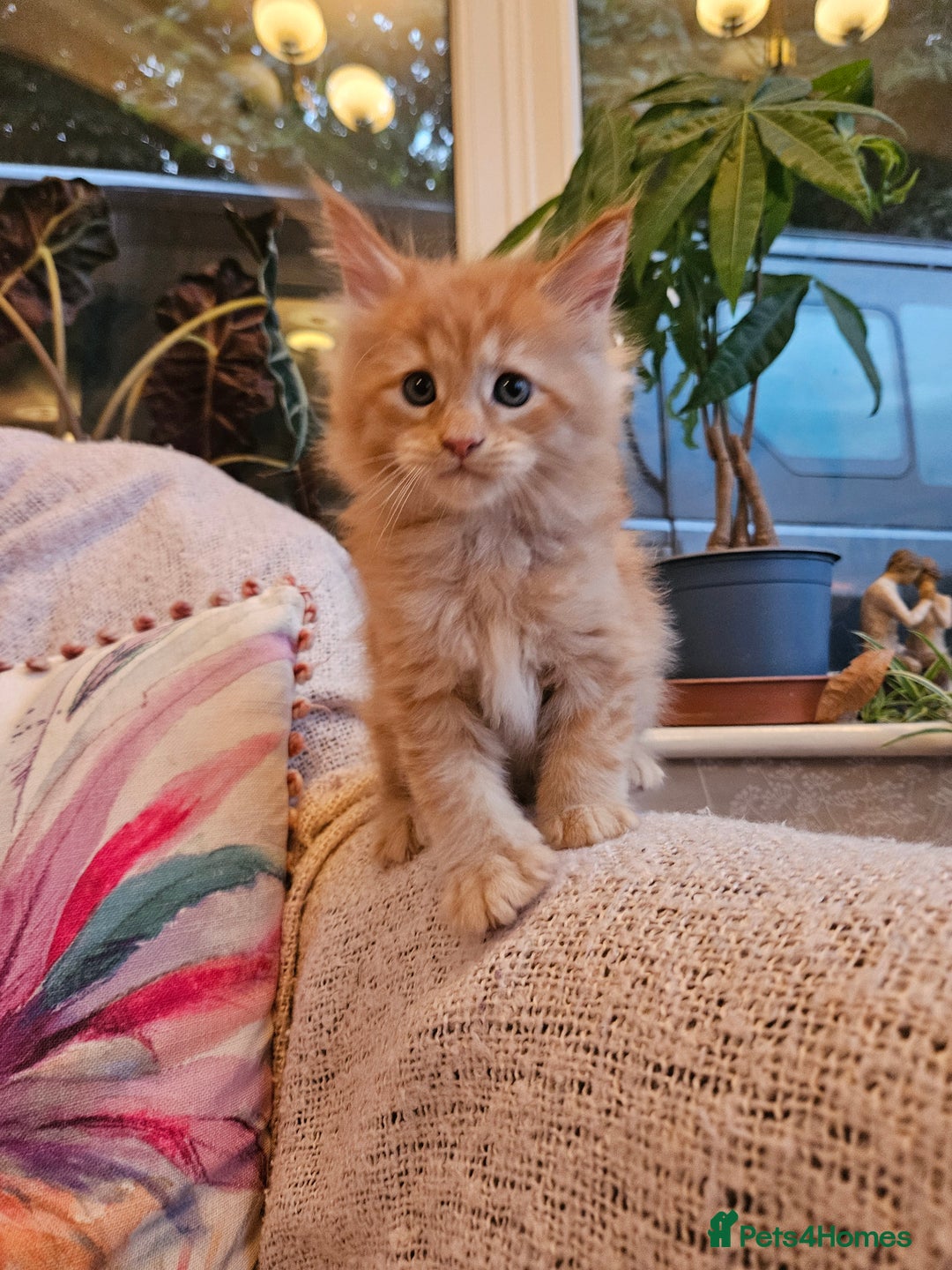Maine Coon cats for sale: Maine Coon kittens available Chunky and confident - Image 5