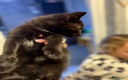 Mixed Breed cats for sale: THREE BLACK KITTENS AVAILABLE  - Image 12
