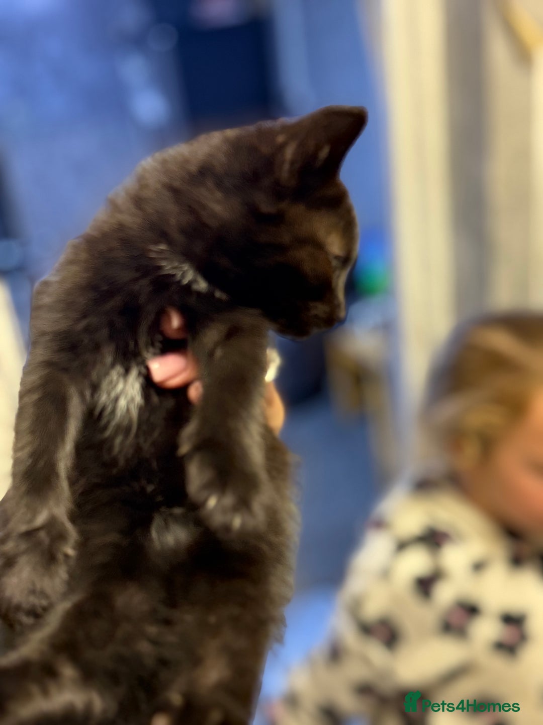 Mixed Breed cats for sale: THREE BLACK KITTENS AVAILABLE  - Image 12