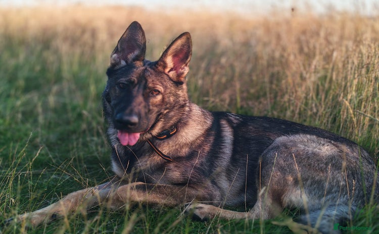 German Shepherd dogs - Advert 3