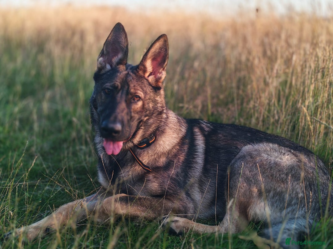 German Shepherd dogs for sale: Beautiful DDR Chech GSD - Image 1