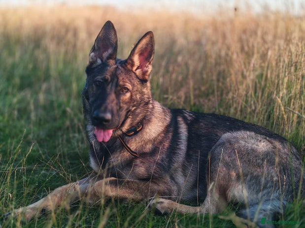 German Shepherd dogs - Advert 11