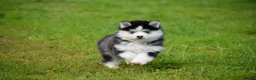 Pomsky dogs for sale: F4 Genuine Pomskies from health tested parents - Advert 14