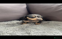 Miniature Dachshund dogs for sale: Miniature Dachshund Puppies  - Image 10