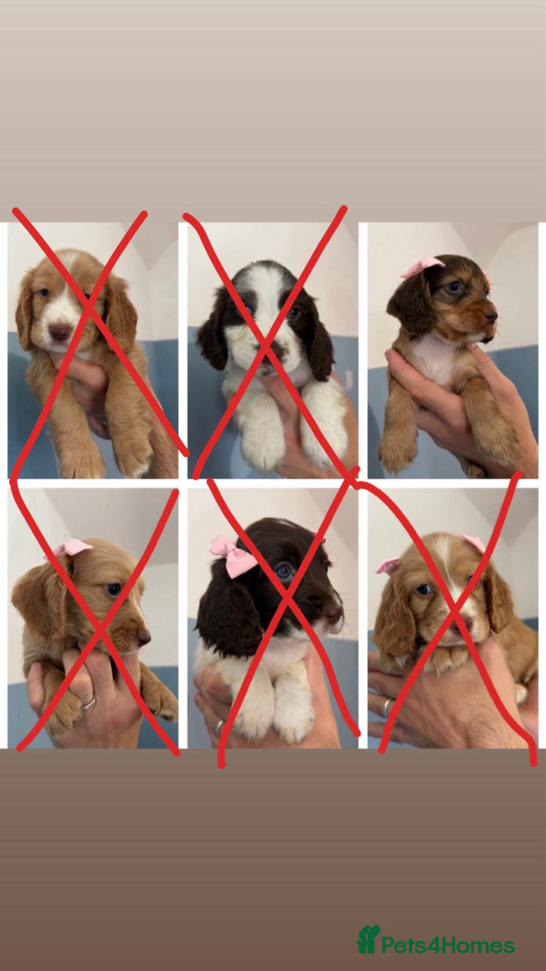 Sprocker dogs Sprocker puppies  - Advert 4