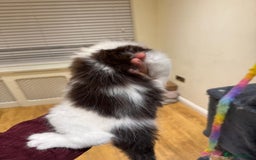 Maine Coon cats for sale: 🐾 Ragdoll × Maine Coon Kittens 🐾 - Image 22