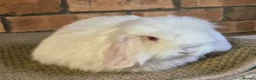 Mini Lop rabbits for sale: Gorgeous Mini Lop Baby Bunnies  - Advert 5