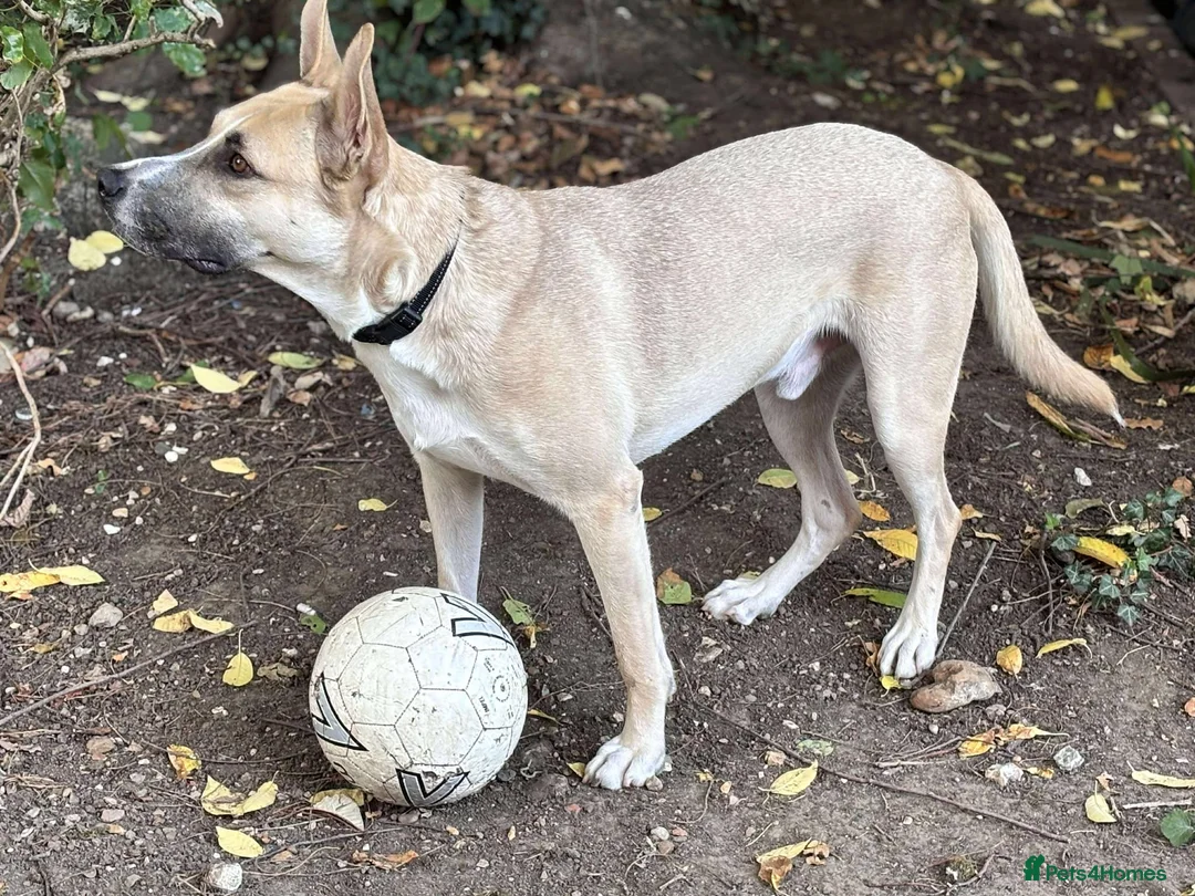 Mixed Breed dogs for adoption: COOPER – A wondrous mixed breed boy, 2 years old in London - Advert 7
