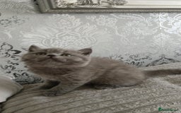 British Shorthair cats for sale: Gorgeous blue britishshorthair/persian - Image 6