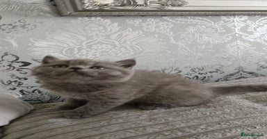 British Shorthair cats - Advert 12
