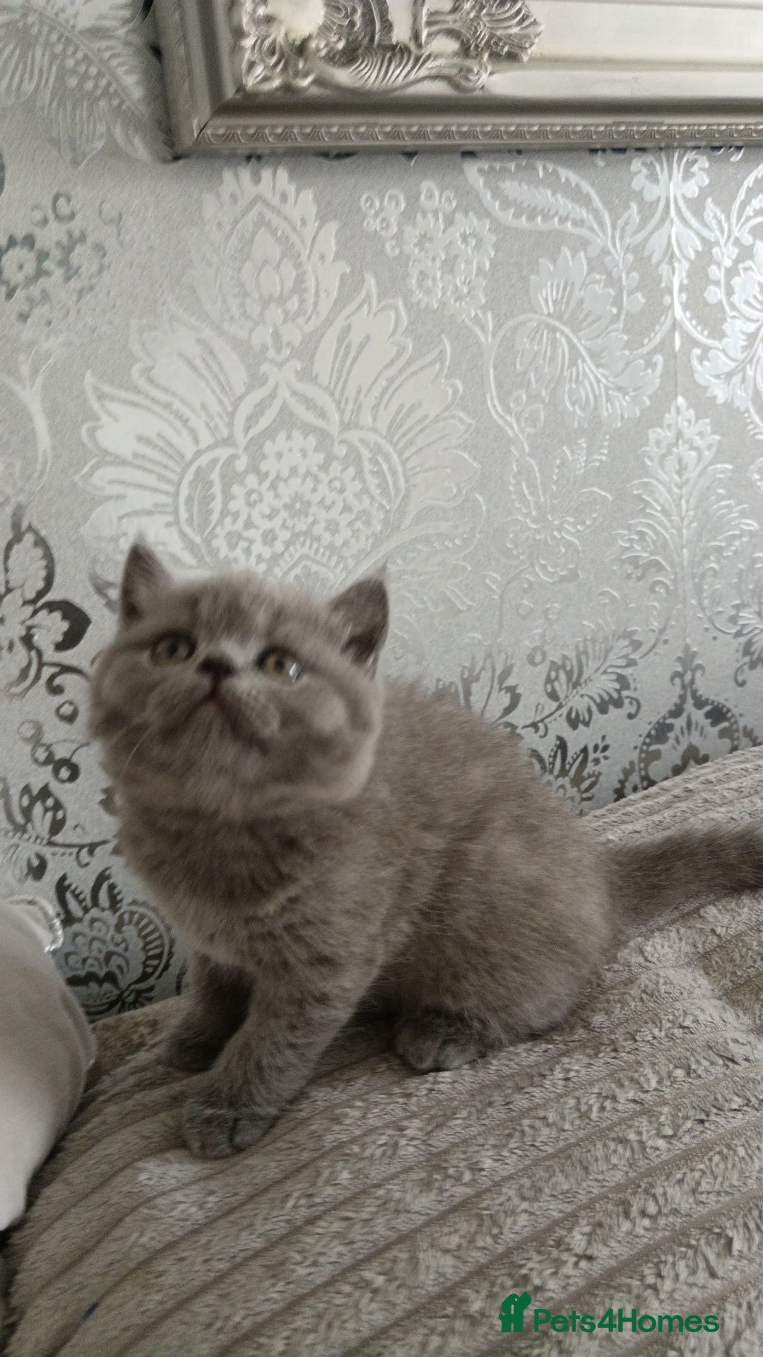 British Shorthair cats for sale: Gorgeous blue britishshorthair/persian - Image 6