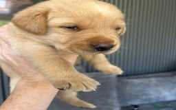 Labrador Retriever dogs for sale: Beautiful Labrador Puppies  - Image 27