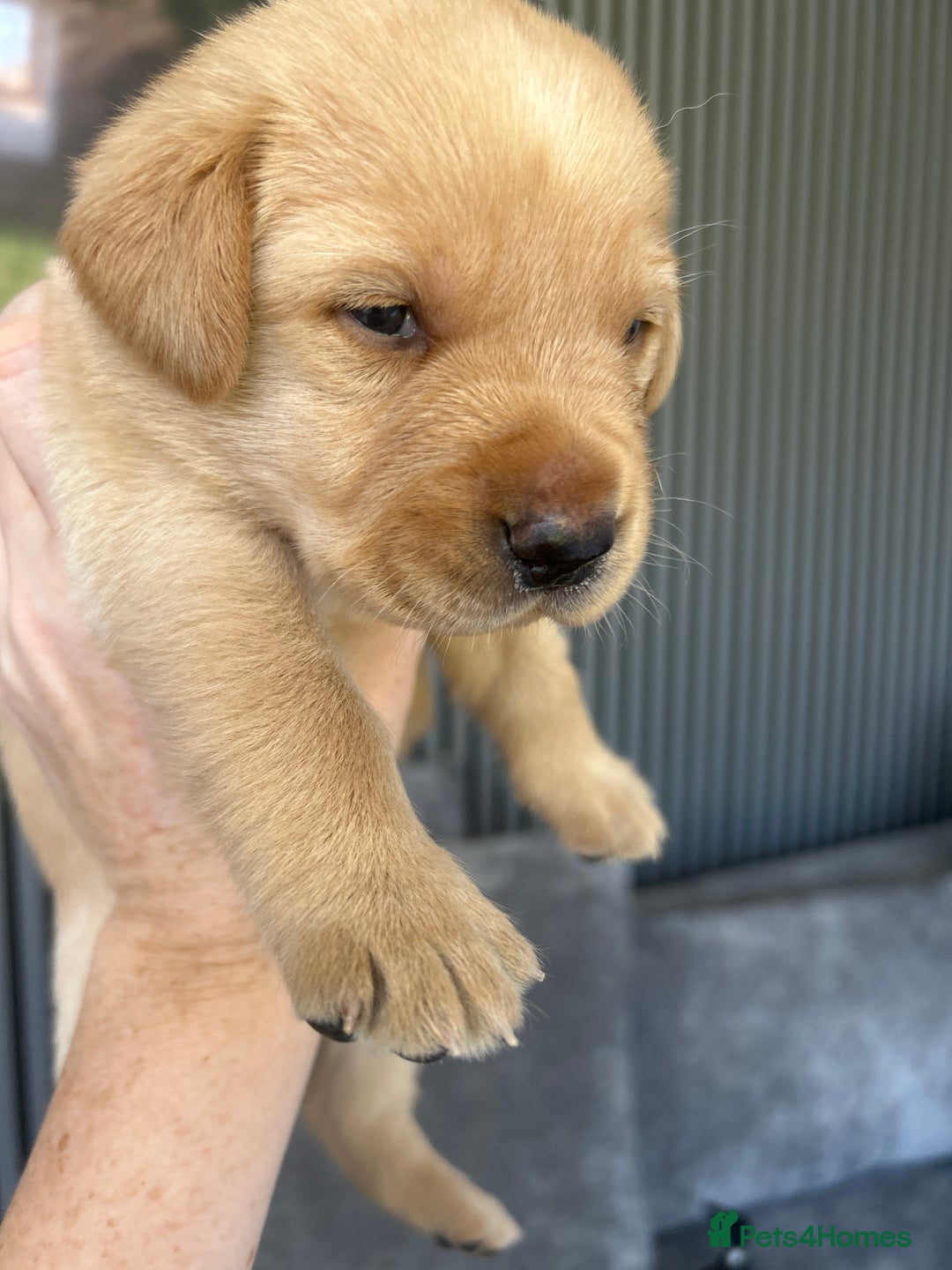 Labrador Retriever dogs for sale: Beautiful Labrador Puppies  - Image 27