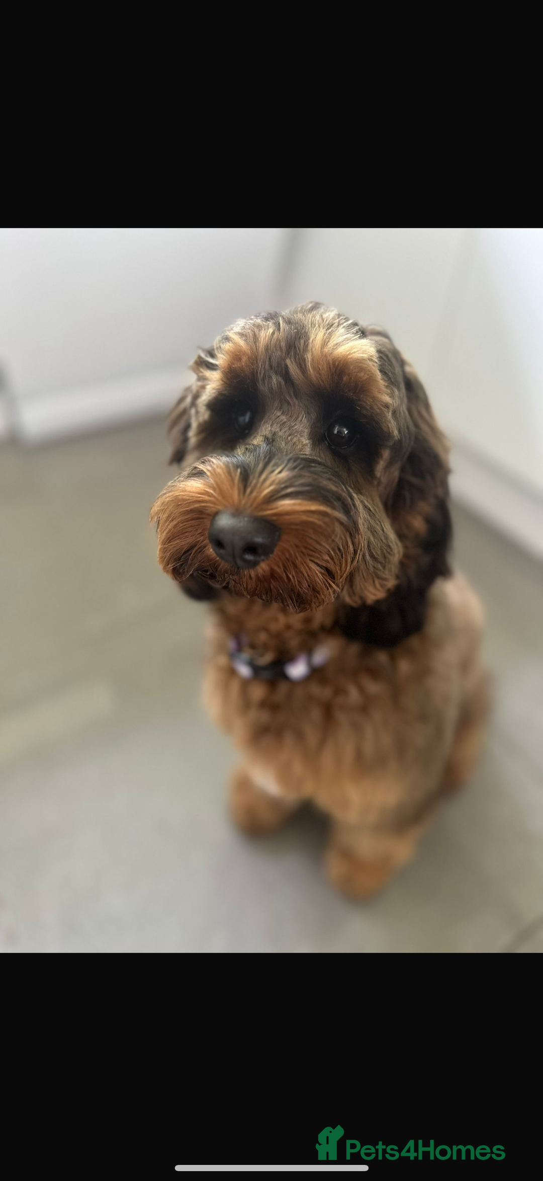 Cockapoo dogs for sale: 11 red sable, f1 cockapoo. KC & DNA clear parents - Advert 16