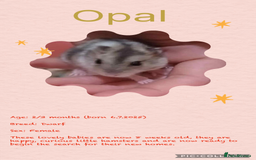Hamster rodents for sale: Hamsters  - Image 9