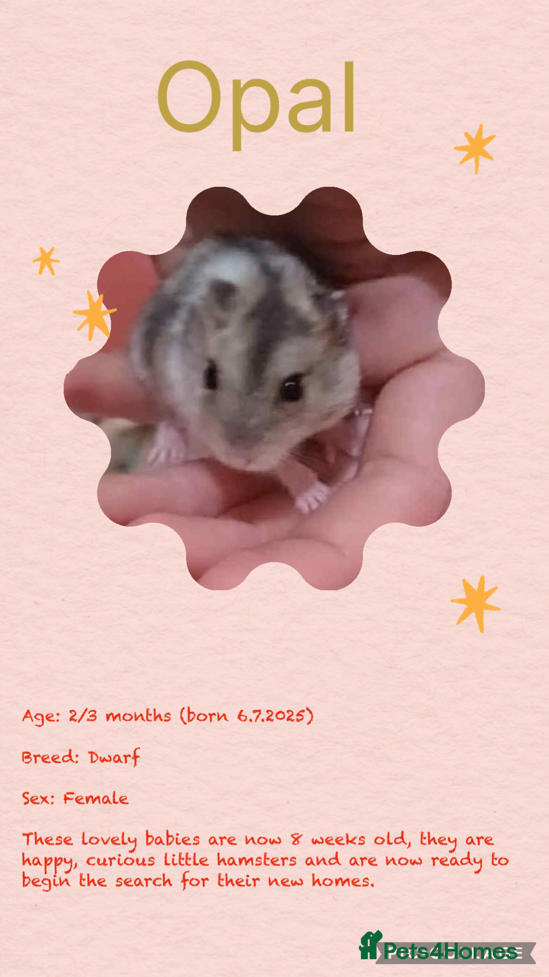 Hamster rodents for sale: Hamsters  - Image 9