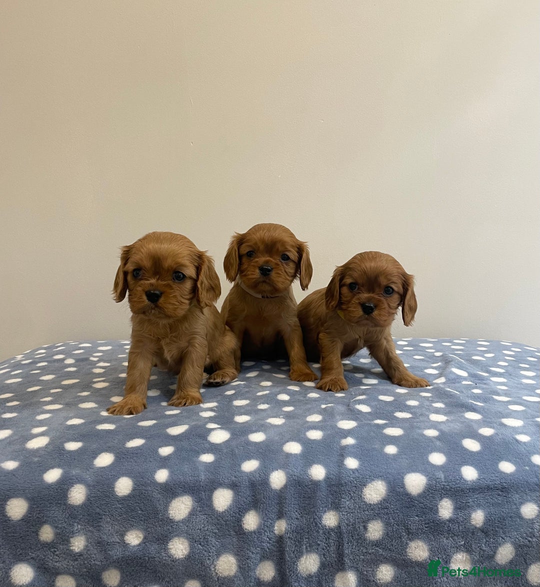 Cavalier King Charles Spaniel dogs for sale: Cavalier King Charles  - Image 19
