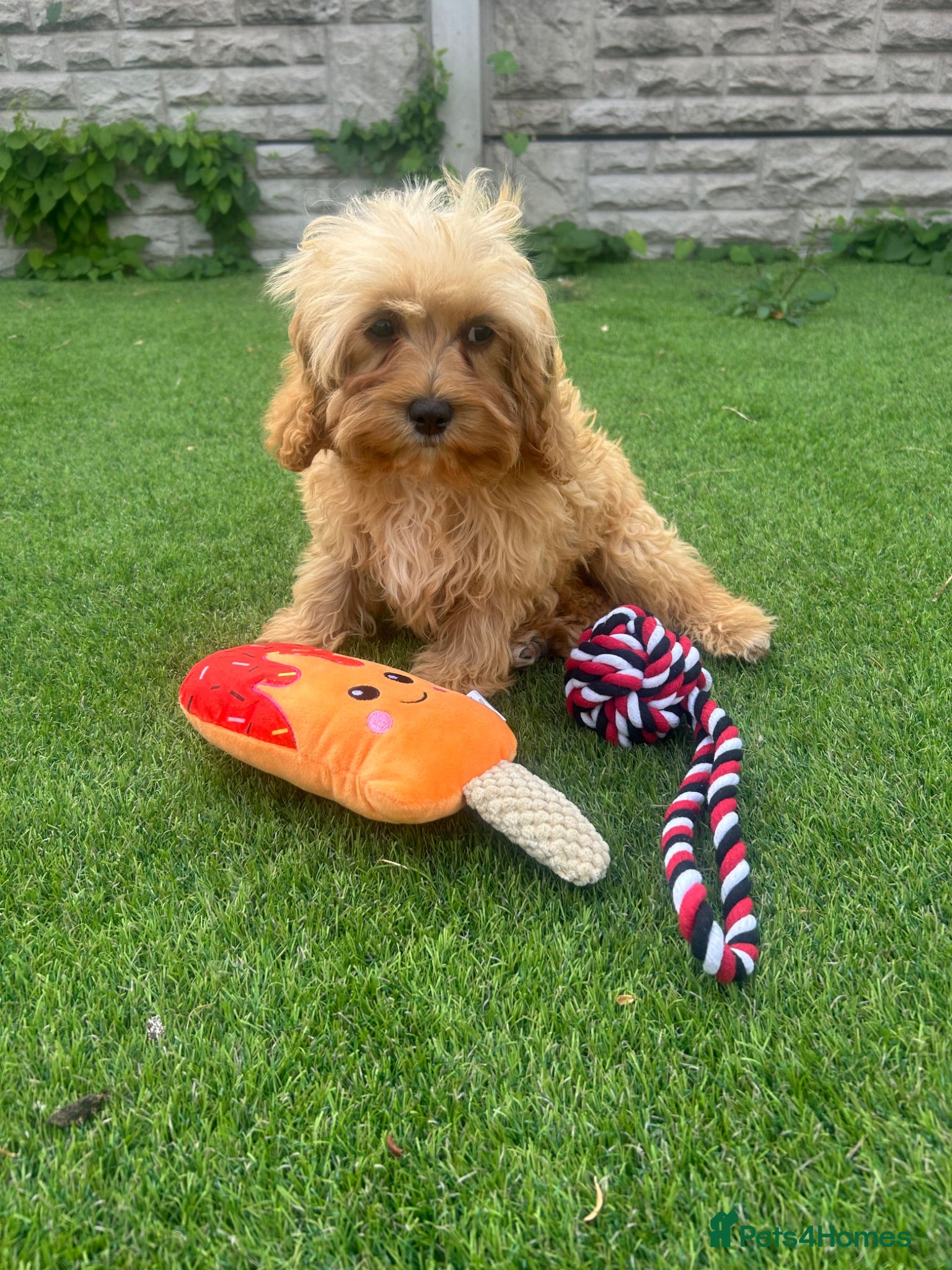 Cavapoo dogs 1 boy left fully vaccinated ready now 💙💙 - Advert 2