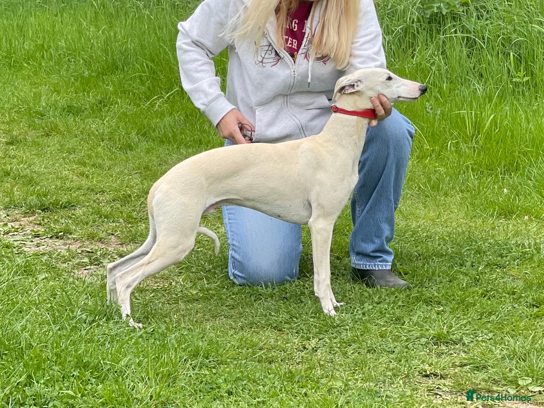 Whippet dogs for sale: AVAILABLE Kc reg healthy, sweet, gentle whippets - Advert 3