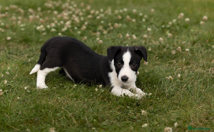 Mixed Breed dogs - Advert 1