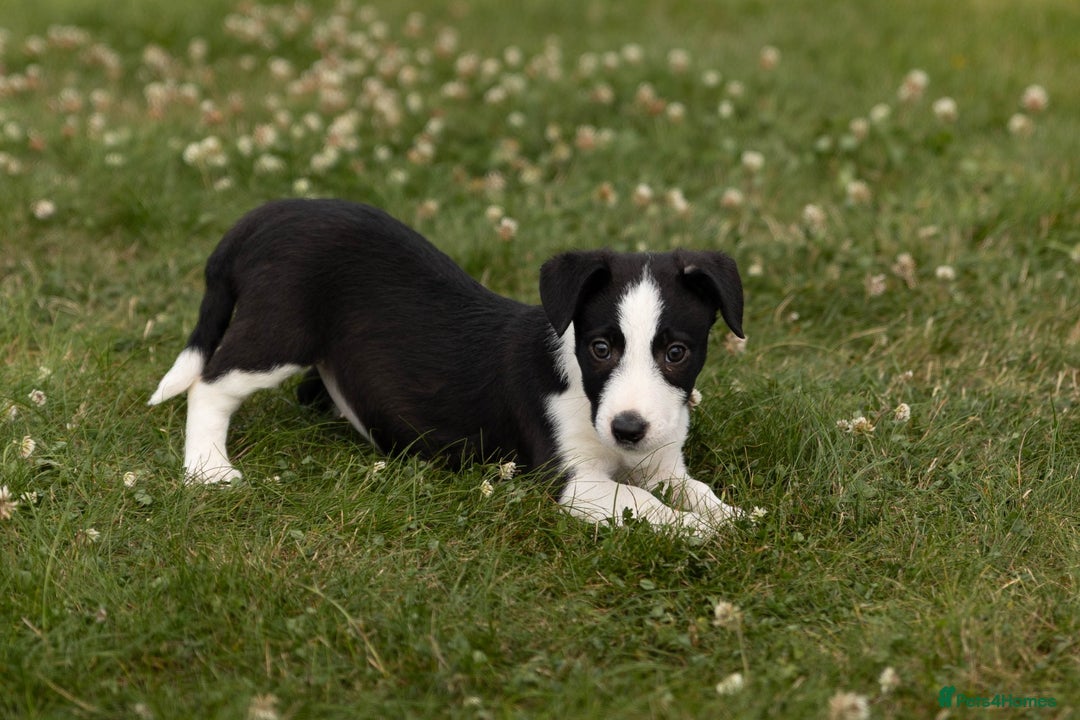 Mixed Breed dogs for sale: 🐾 Jack Russell x Border Collie Puppies  - Image 1