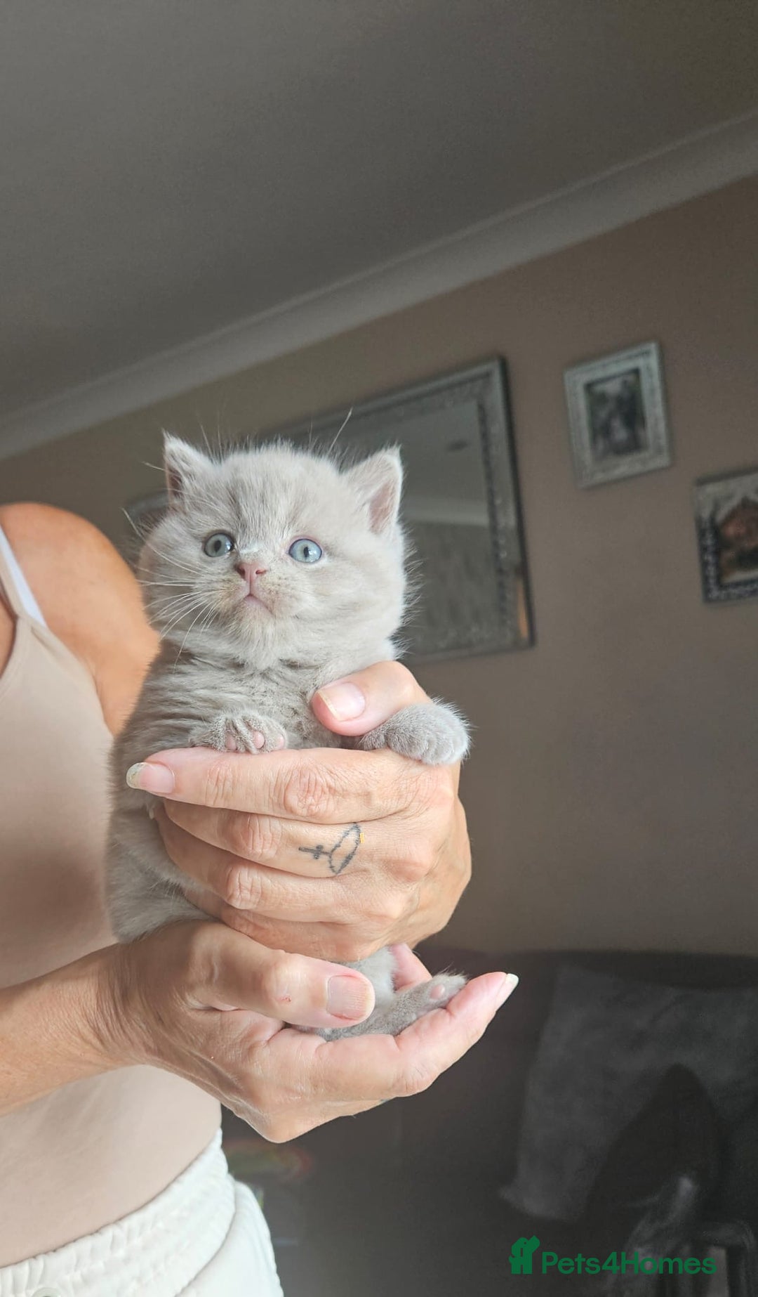 British Shorthair cats for sale: Female lilac fully health checked bsh - Image 2