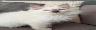 Green collar ( Mr Fluffy) 