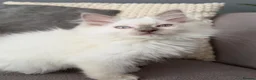 Ragdoll cats for sale:     💙 Stunning Pedigree Ragdoll Kittens GCCF - Advert 18