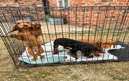 Cocker Spaniel dogs for sale: Working cocker spaniel - champion bloodlines  - Image 39