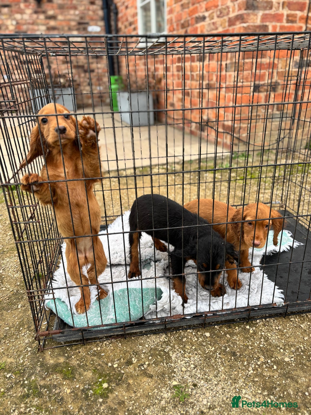 Cocker Spaniel dogs for sale: Working cocker spaniel - champion bloodlines  - Image 39