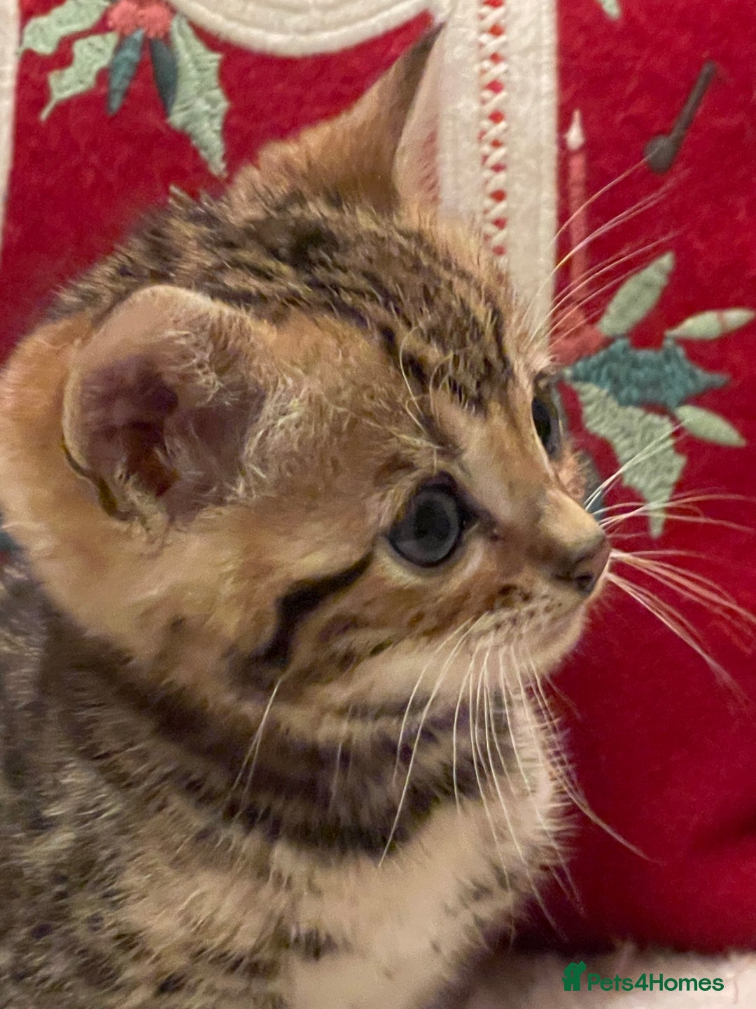 Bengal cats for sale: Registered Vaccinated Quality Bengal Kittens  - Advert 4