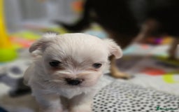Mixed Breed dogs for sale: F1 Malchi puppys from health tested parents  - Image 9