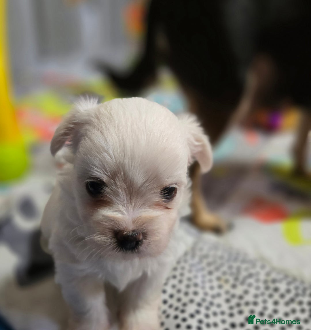 Mixed Breed dogs for sale: F1 Malchi puppys from health tested parents  - Image 9