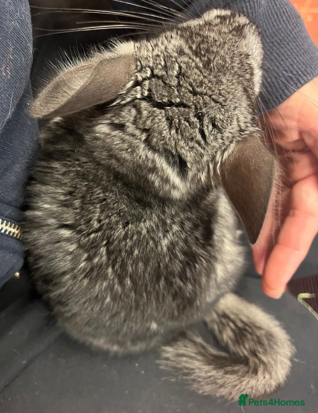 Chinchilla rodents for sale: Chinchilla kits (Dorset) - Image 7