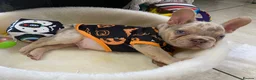 French Bulldog dogs for sale: FRENCH BULLDOGS, MERLE, ROJO, ISABELLA NEWSHADE. - Advert 25