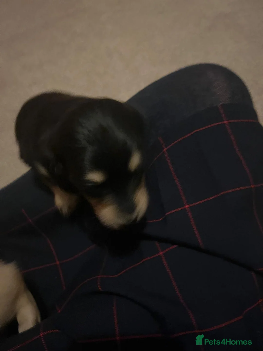 Miniature Dachshund dogs for sale: Little sausages with big characters  - Advert 15