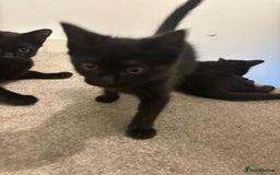 Mixed Breed cats for sale: 7 all black kittens - Image 6