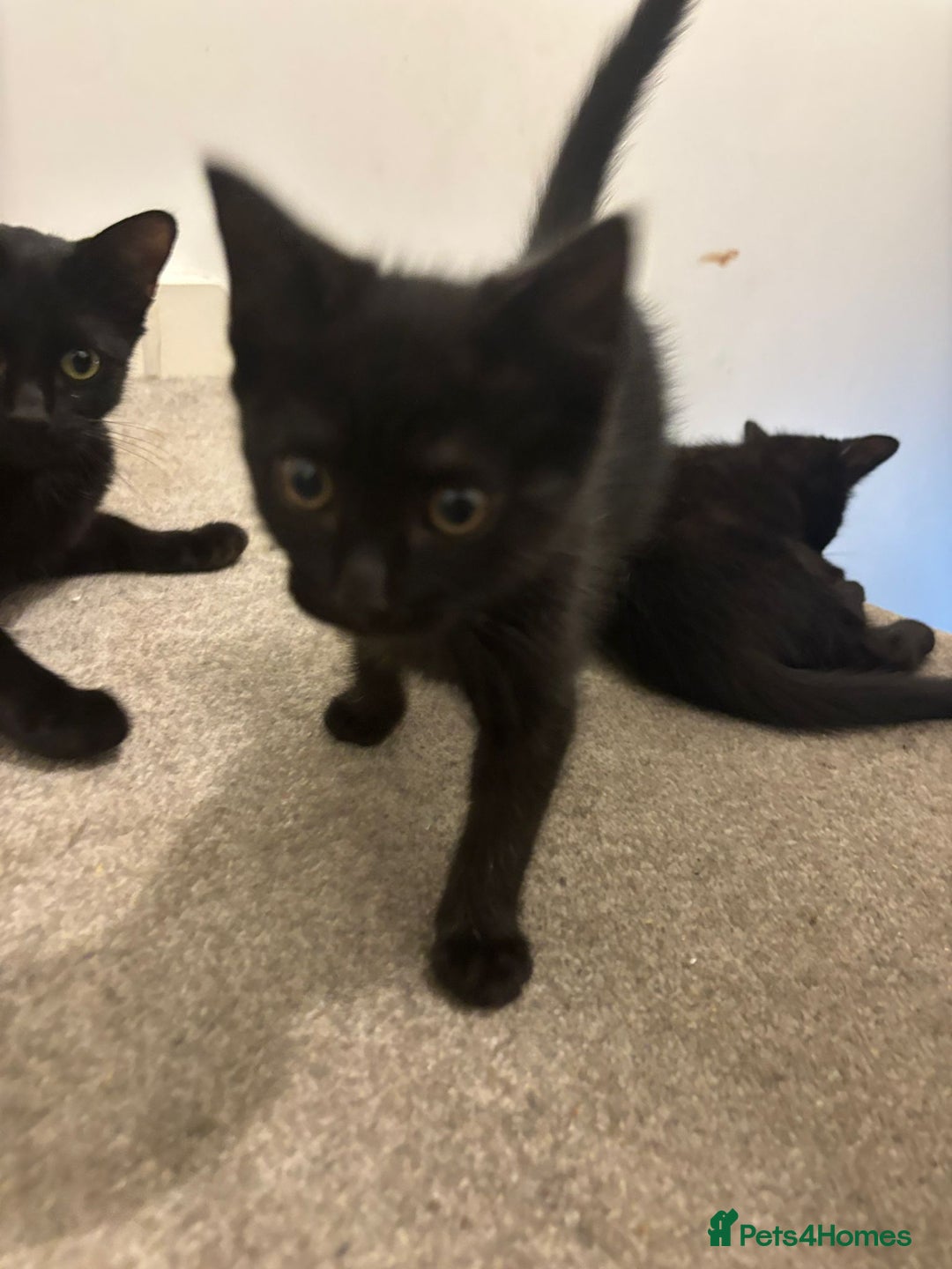Mixed Breed cats for sale: 7 all black kittens - Image 6