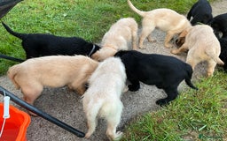 Labradoodle dogs for sale: Labradoodle  - Image 22