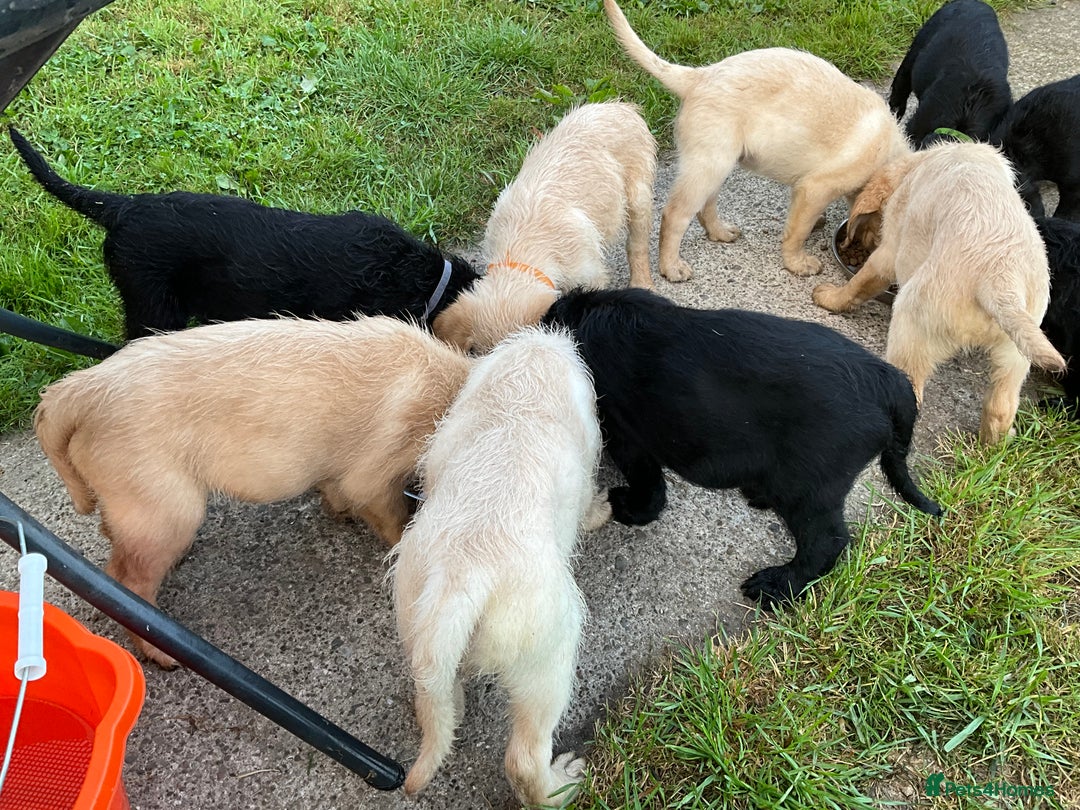 Labradoodle dogs for sale: Labradoodle  - Image 22