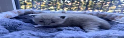 Ragdoll cats for sale: 4 beautiful Ragdoll kittens  - Advert 7