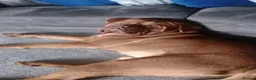 Dogue De Bordeaux dogs for sale: Thor and storm  in Mauchline - Advert 37