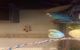 Budgerigars birds for sale: Budgies for sale - Image 33