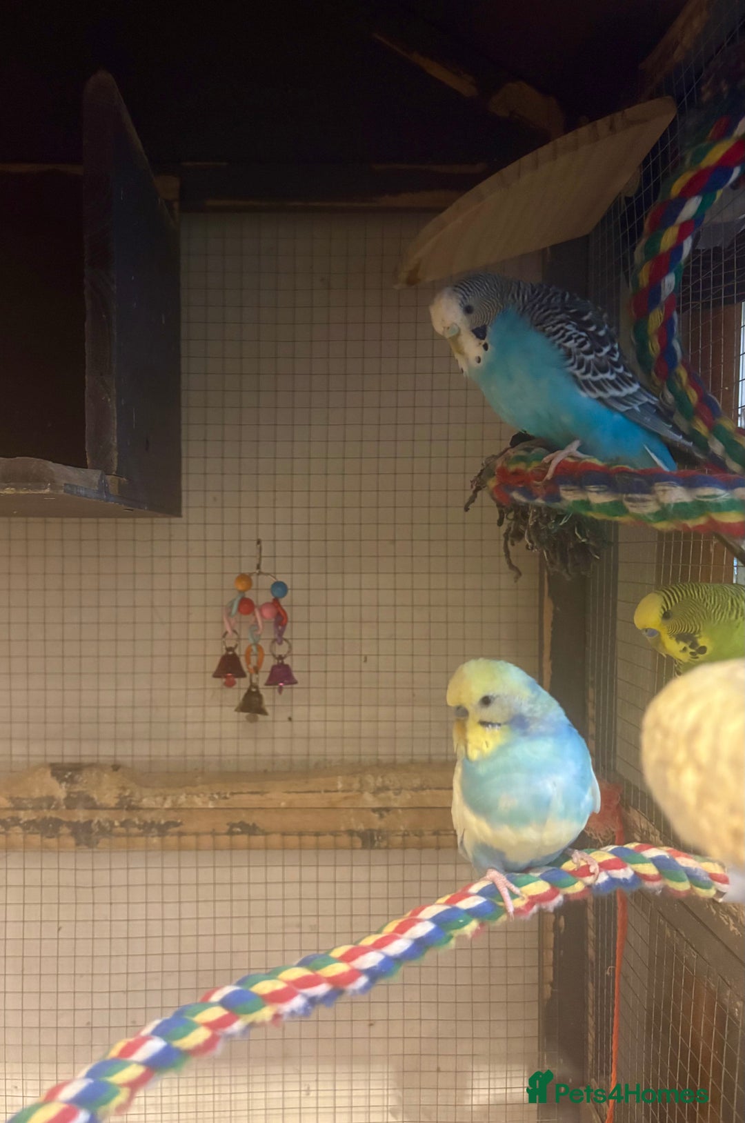 Budgerigars birds for sale: Budgies for sale - Image 33