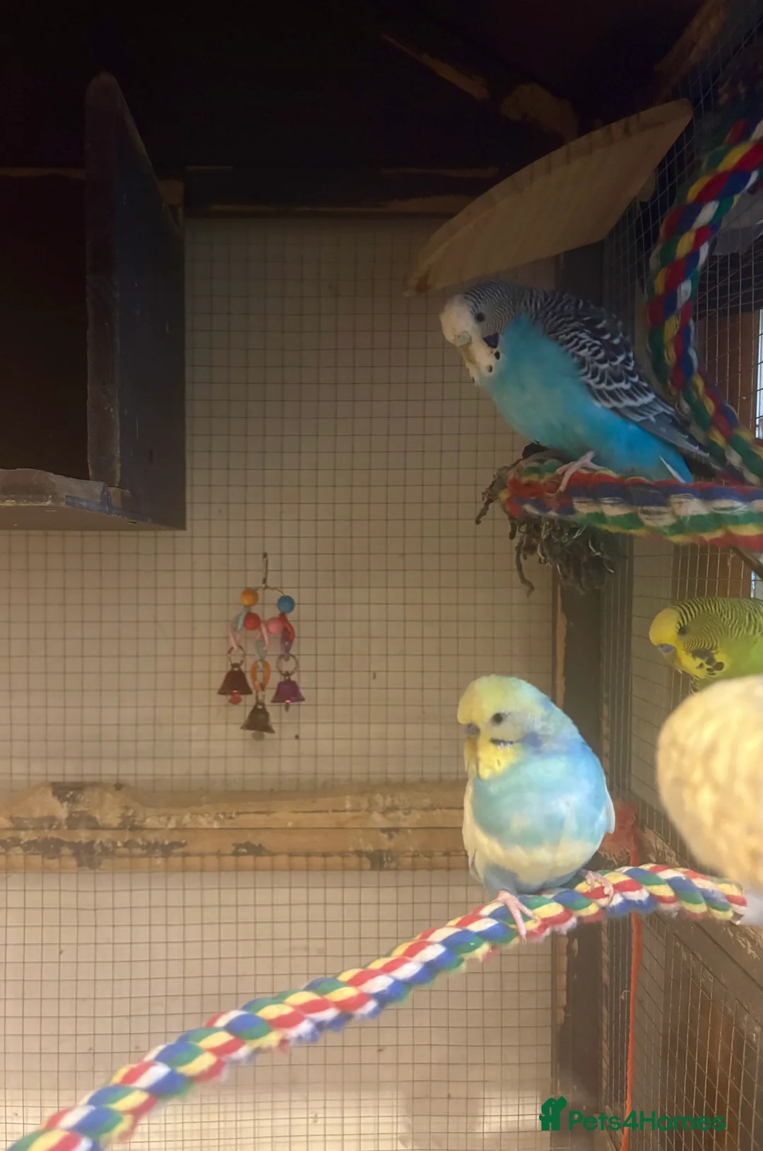 Budgerigars birds for sale: Young Budgies for sale - Advert 33