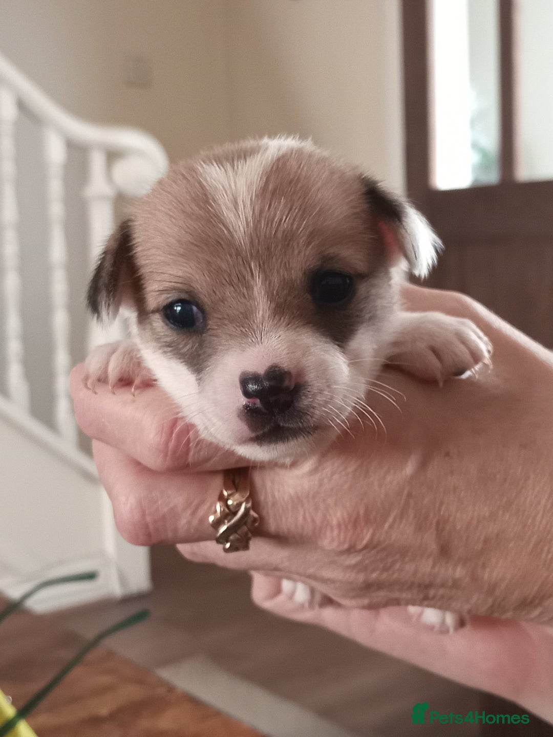 Jack Russell dogs for sale: Jack x chihuahua pups  - Image 2
