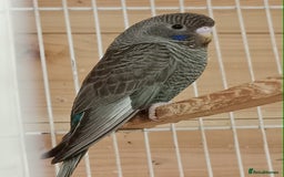 Budgerigars birds for sale: Rare black face  b/wing melanistic spgle for sale  - Image 6
