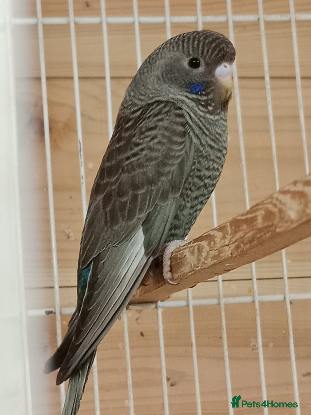 Budgerigars birds for sale: Rare black face  b/wing melanistic spgle for sale  - Image 6
