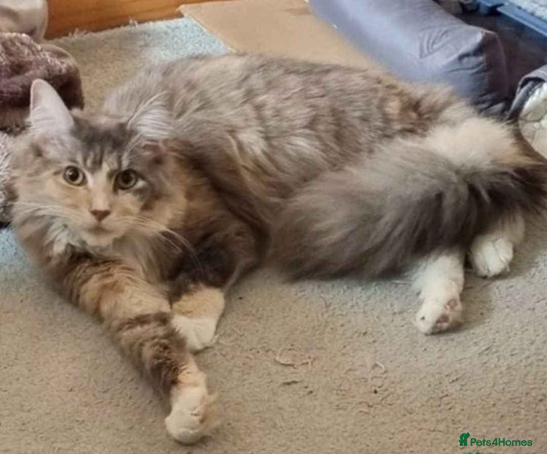 Maine Coon cats for sale: Beautiful Female Maine Coon Sisters 18 months old - Advert 1