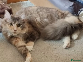 Maine Coon cats Beautiful Female Maine Coon Sisters 18 months old - Advert 1